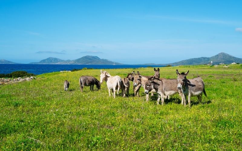 LE MERAVIGLIE DELLA SARDEGNA